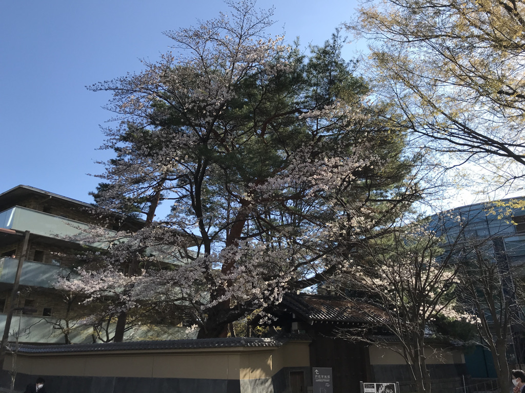 桜満開　芦花公園駅付近<br>